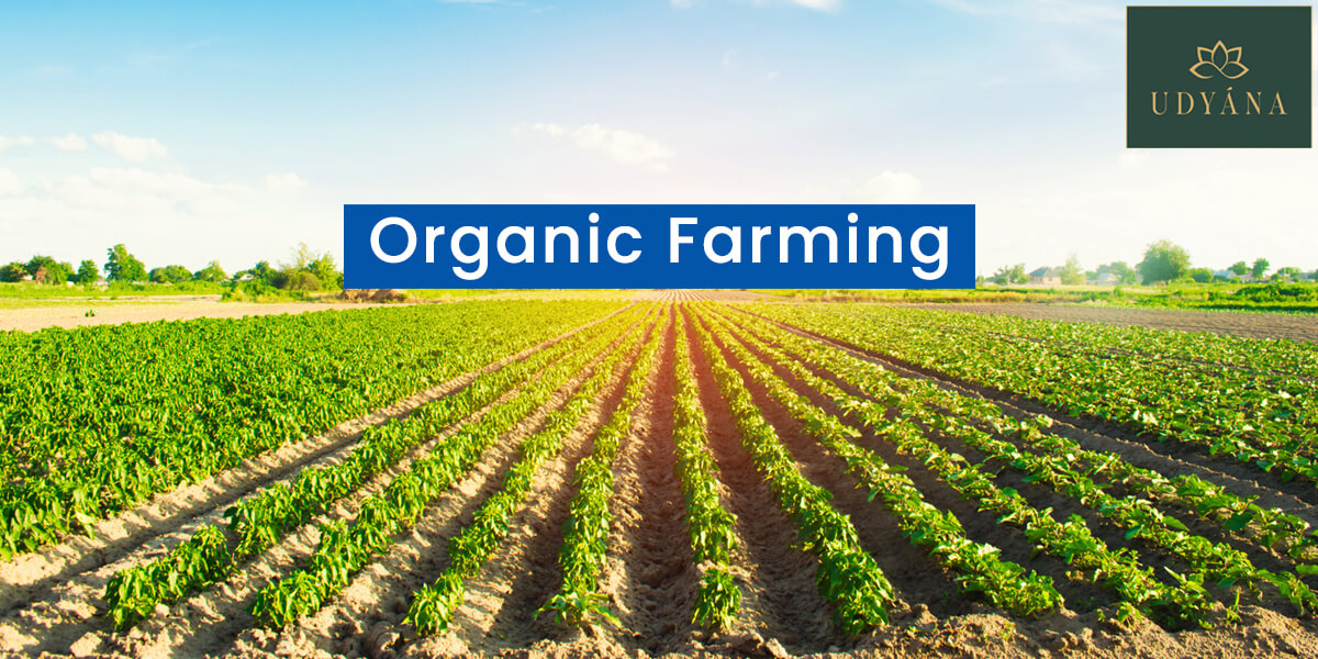 Organic Fertilizer