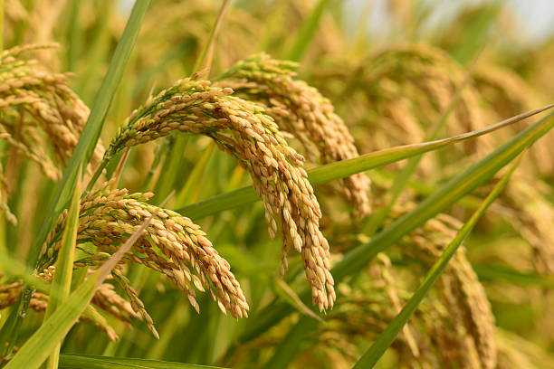 Paddy Field