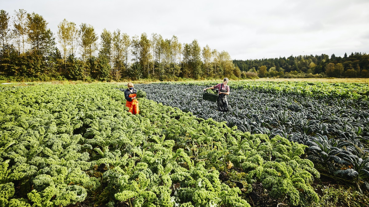 Sustainable farming practices